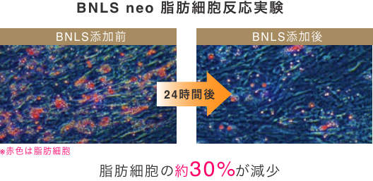 BNLS neo 脂肪細胞反応実験 脂肪細胞の約30%が減少