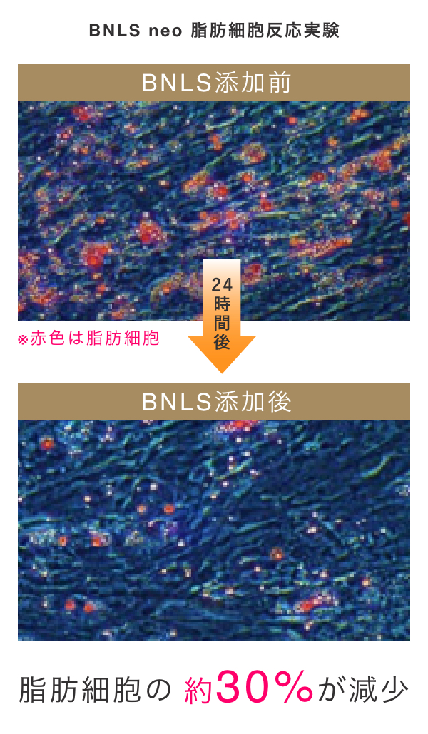 BNLS neo 脂肪細胞反応実験 脂肪細胞の約30%が減少
